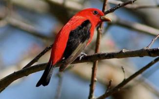 A red and black songbird sits on a tree branch