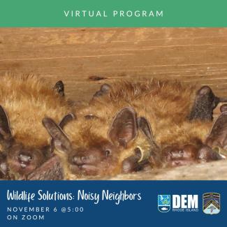 A group of bats huddles together in the eaves of a roof.