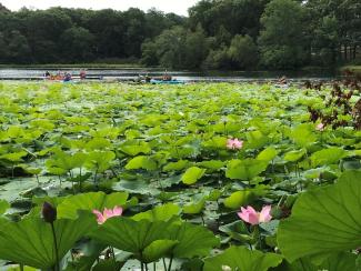 Invasive sacred lotus in Meshanticut Pond, Cranston.