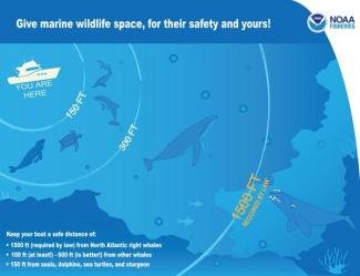Give marine wildlife space, for their safety and yours!