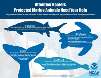 Attention Boaters Protected Marine Animals Need Your Help