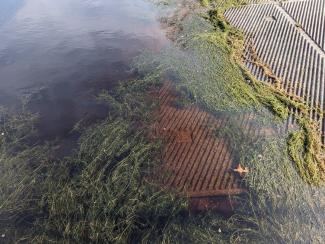 Fragments of hydrilla, an aggressive aquatic invasive plant, on the boat ramp at Worden Pond. As water temperatures decrease, boaters may see an increase in plant fragments washing ashore.