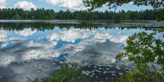 A bright blue sky and puffy white clouds are reflected onto a pond surrounded by a dense pine forest at the Wickaboxet Management Area in West Greenwich, Rhode Island