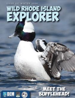 A bufflehead spreads its wings on the cover of the winter 2024 issue of Wild Rhode Island Explorer.
