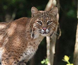Bobcat by Robert Houghton
