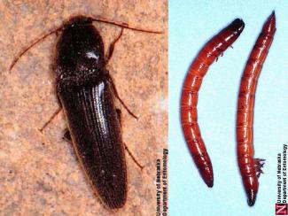 Click beetle/wireworms are slender with elongated bodies usually black, brown or gray in color. Wireworms are brownish-yellow in color