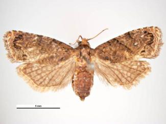 False Codling Moth