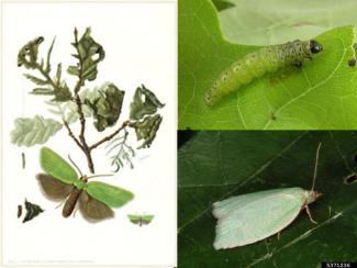 Green Oak Tortrix moths