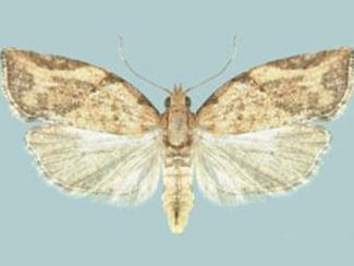  Light Brown Apple Moth adulte females are yellowish-brown in color with discrete markings. 