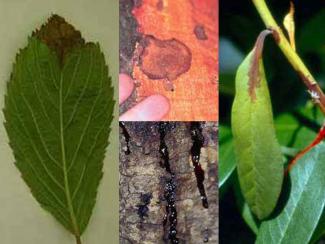 Ramo rum Blight, Sudden Oak Death can infect the bark of multiple species of trees as well as foliage and small branches. 