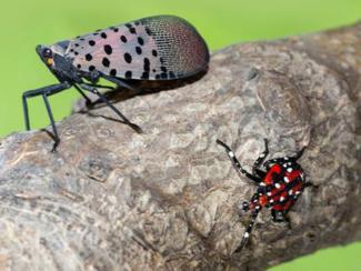 Invasive spotted lanternfly in adult and late nymph stages
