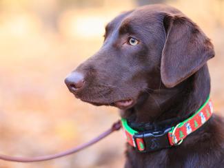 Photo by Michael Morse: https://www.pexels.com/photo/selective-focus-photography-of-adult-chocolate-labrador-retriever-1582825/