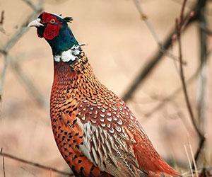 Pheasant