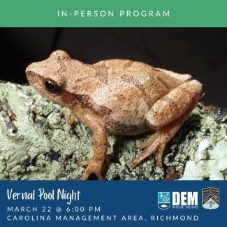 A spring peeper perches on a branch at night.