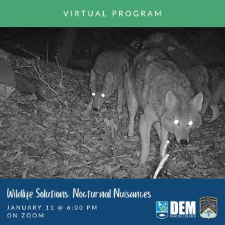 A pack of coyotes caught on a trail cam at night. Photo credit: Laken Ganoe