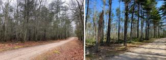 Before and after pictures of the shaded fuel break that DEM foresters created along a trail at George Washington Management Area in 2022. Implementing this strategy involves some cutting but leaves behind many mature, well-spaced, healthy trees with carbon sequestration value.