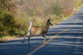 Deer crossing a road 