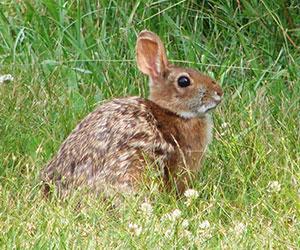 Cottontail rabbit. Photo by USFWS