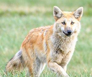 Eastern coyote walks through a grassy field. Photo by Ed St. Germain