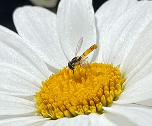 Flower Fly on a white and yellow flower. Photo by Katherine Burns