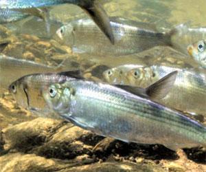 River herring