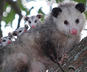 A Virginia Opossums carrying young on its back