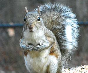 Gray tree squirrel by Geri Grande