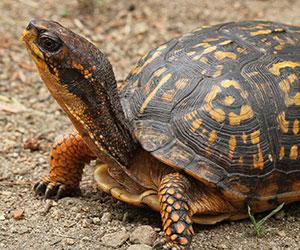 A brown and yellow turtle raises it's head to the sky. Photo by Peter Paton