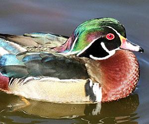 Wood Duck. Photo by USFWS