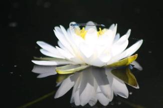 A blue damselfly perches on a white water lily on a dark background with a reflection in the water.
