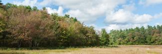 A forested area of Big River Management Area intersects with a natural meadow with new growth trees