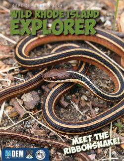 A ribbonsnake poses on the cover of the spring 2024 Wild Rhode Island Explorer.