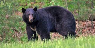 American black bear spotted in Coventry