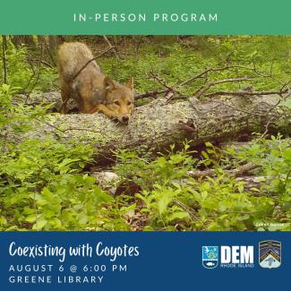 A coyote rests on a fallen log in the forest. Photo captured by trail camera set by Laken Ganoe.