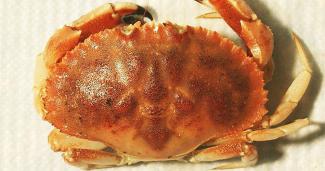 Jonah Crab