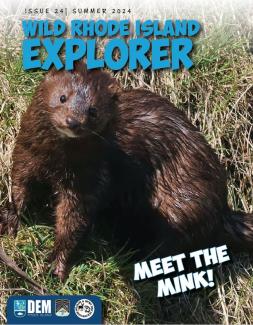 A mink on the cover of the summer 2024 Wild Rhode Island Explorer. 