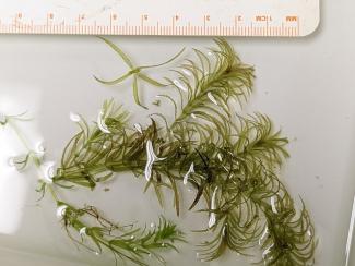 Fragments of hydrilla, an aggressive aquatic invasive plant.