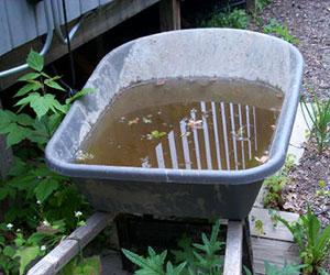A wheelbarrow filled with murky rainwater that's a potential breeding ground for harmful mosquitoes