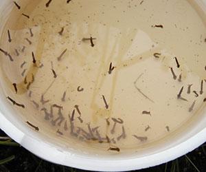 A light yellow colored water with small dark shapes that are mosquito larvae 