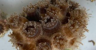 Northern star coral (Astrangia poculata)