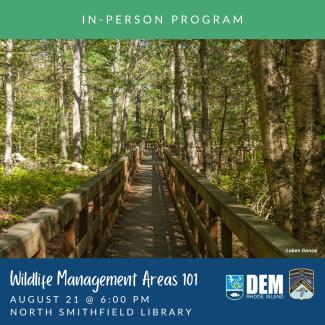 A boardwalk bridge trail in the summer forest