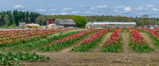 Fields of red and yellow tulips grown at the farm at Snake Den State Park in Johnston