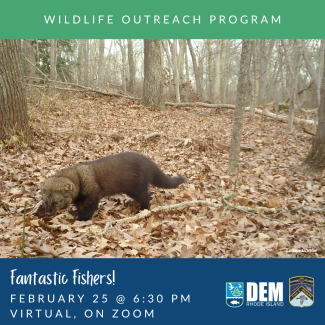 A fisher walks by a trail camera.