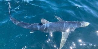 A blue shark swimming just under the surface of the water with a small receiver attached to its tail