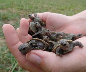 Hands holding newly hatched Northern Diamond-backed Terrapins