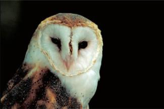 Barn owl courtesy of T. Barnes