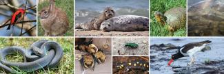 Examples of wildlife identified as Species of Greatest Conservation Need in the 2015 Rhode Island Wildlife Action Plan