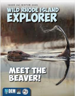 A beaver on the winter 2025 cover of Wild Rhode Island Explorer