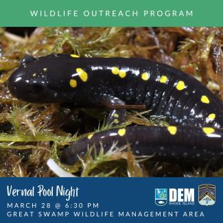 A spotted salamander sits on a patch of moss.