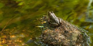 A frog on a rock at Durfee Hill Management Area